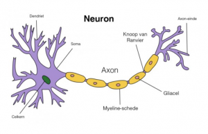 Neuron